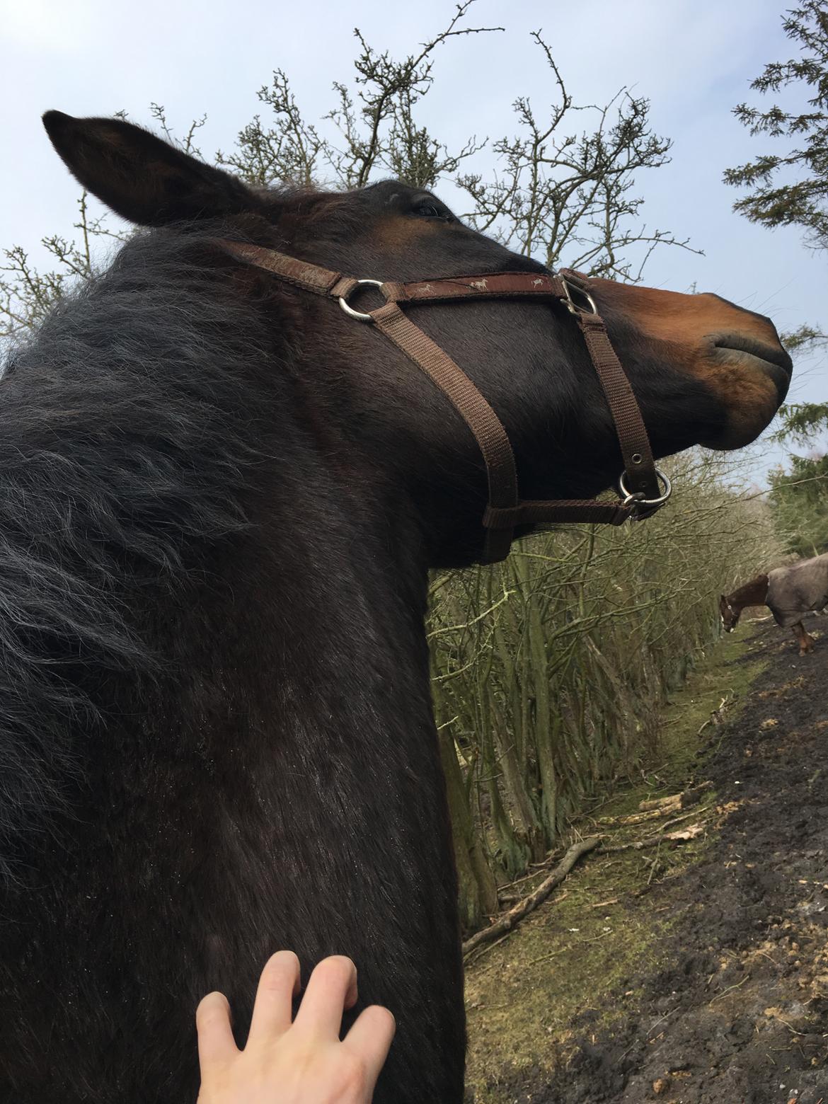 Dansk Varmblod Farmand's Premiere billede 21