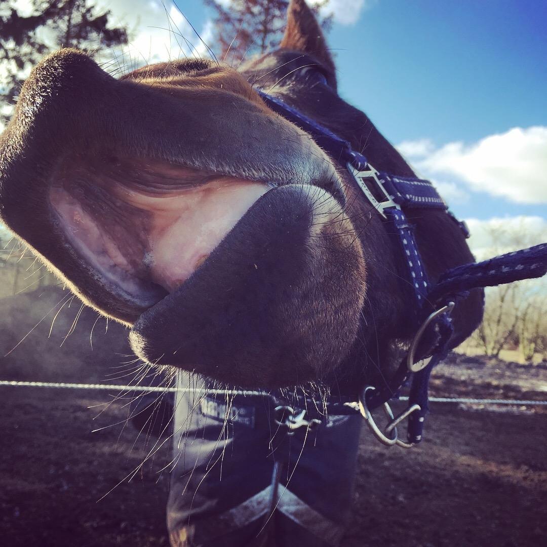 Dansk Varmblod Farmand's Premiere billede 24