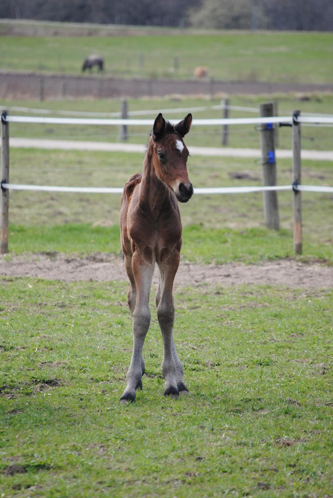 Dansk Varmblod Farmand's Premiere billede 27