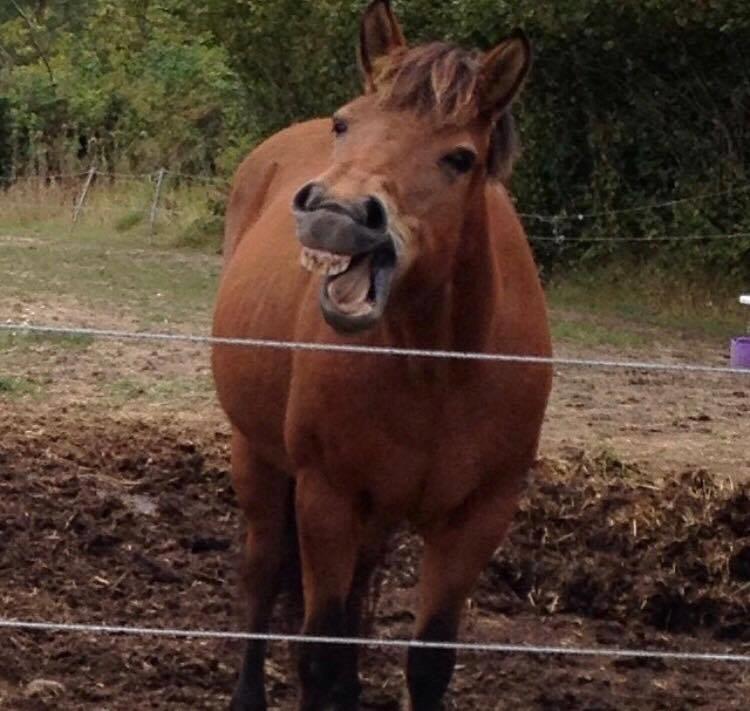 Islænder Kátína billede 6