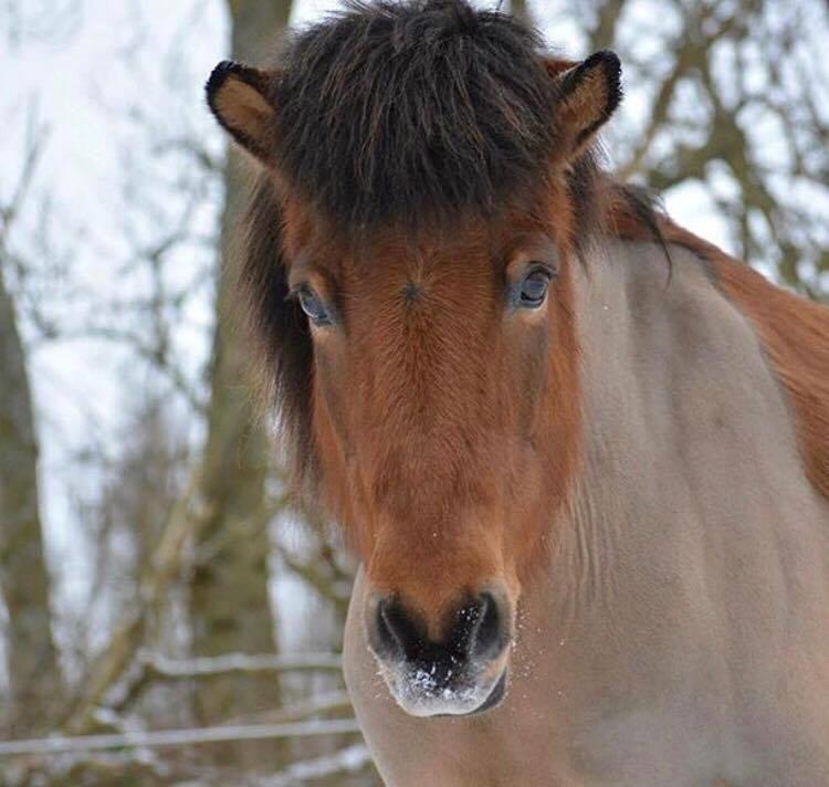 Islænder Kátína billede 4
