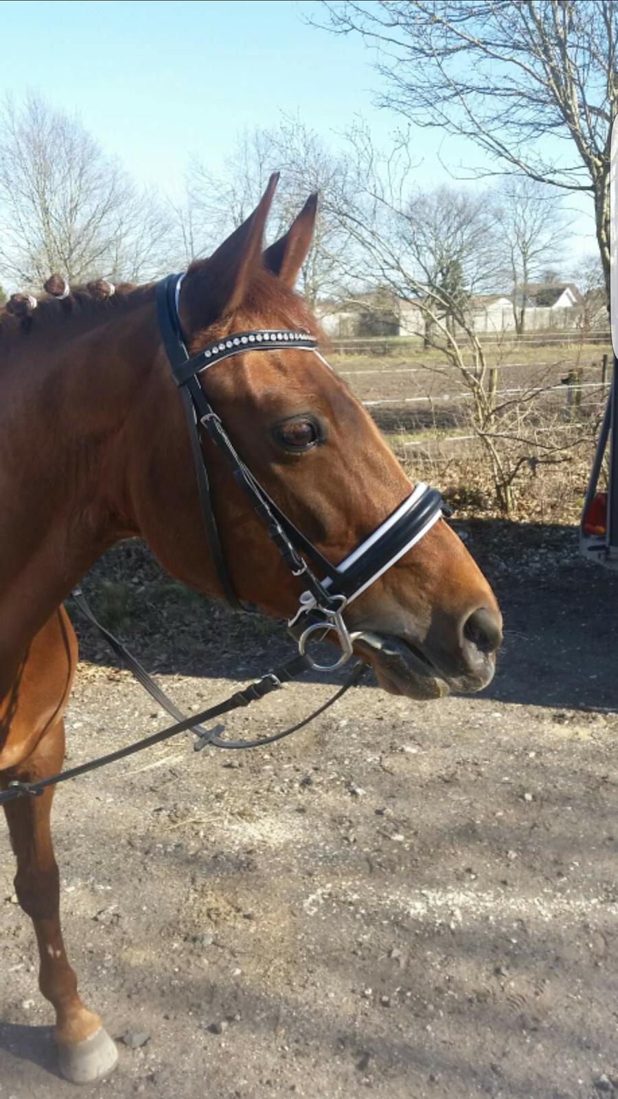 New Forest Kelly  billede 1