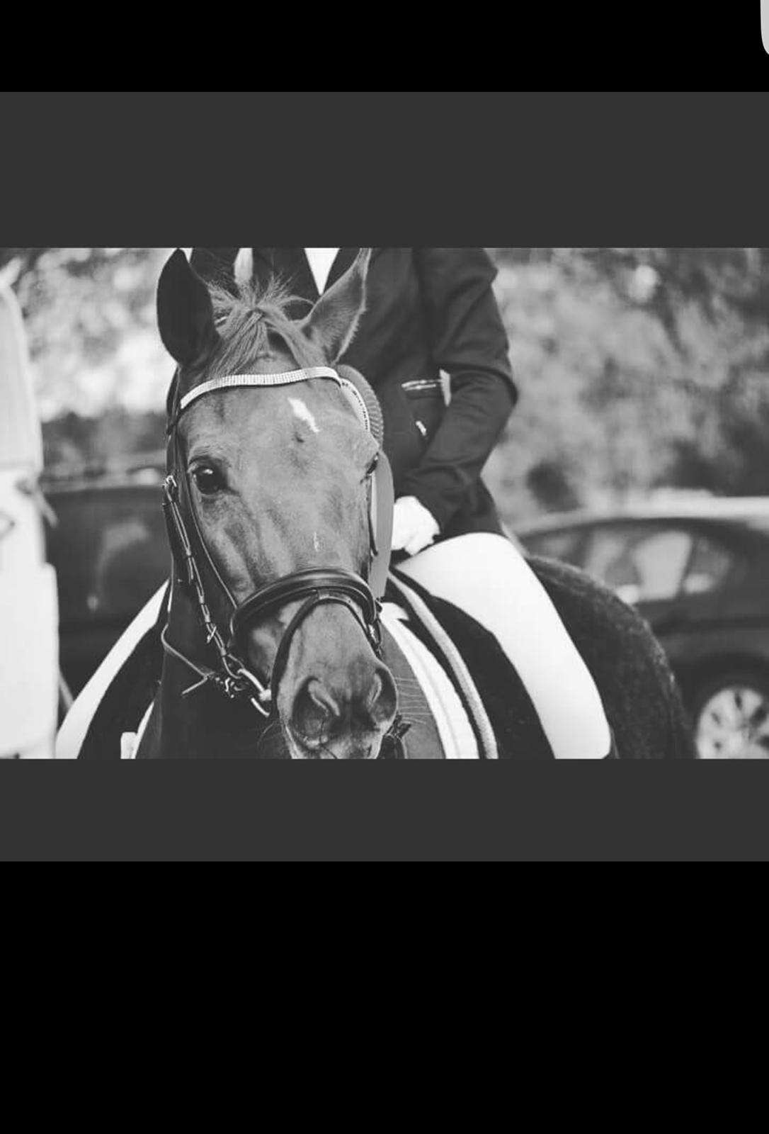 New Forest Kelly  billede 2