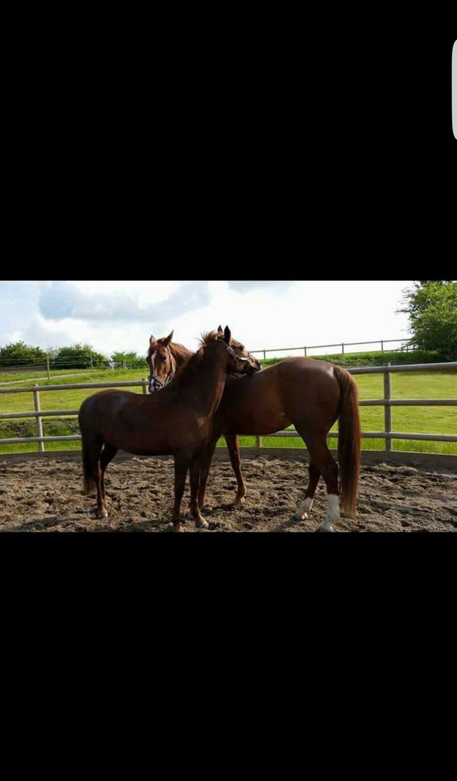 New Forest Kelly  billede 3