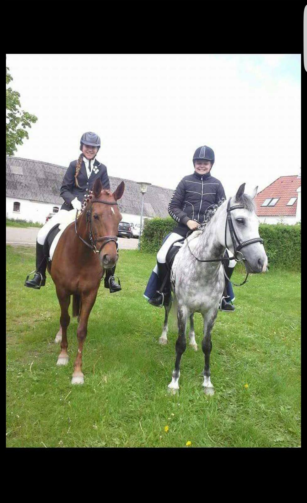 New Forest Kelly  billede 4