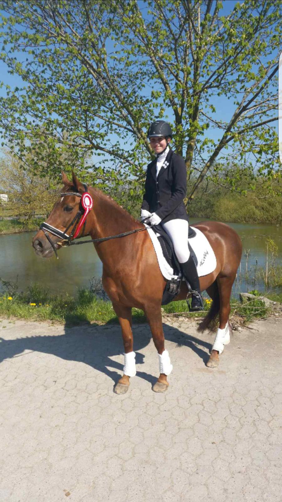 New Forest Kelly  billede 5