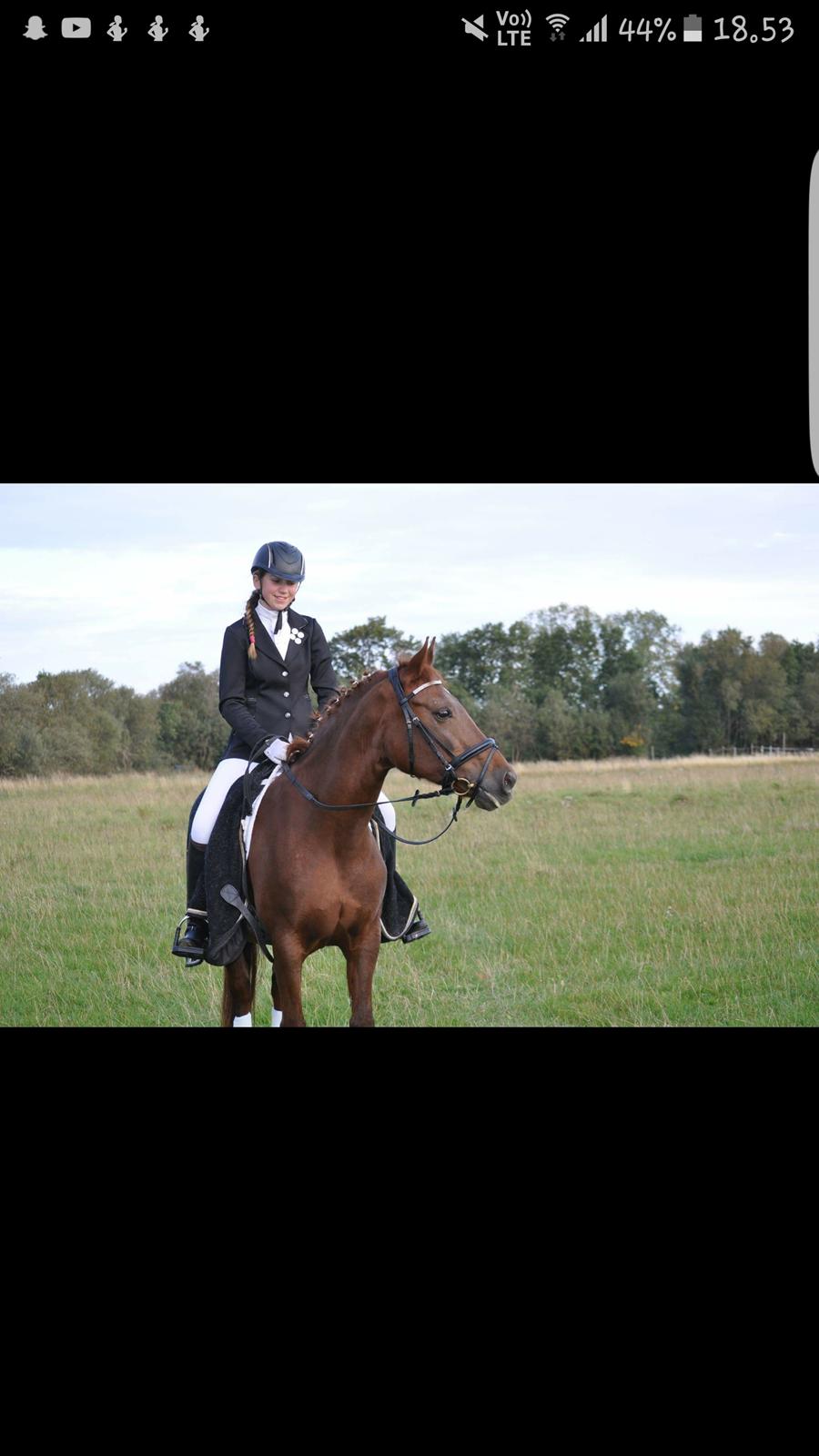 New Forest Kelly  billede 6