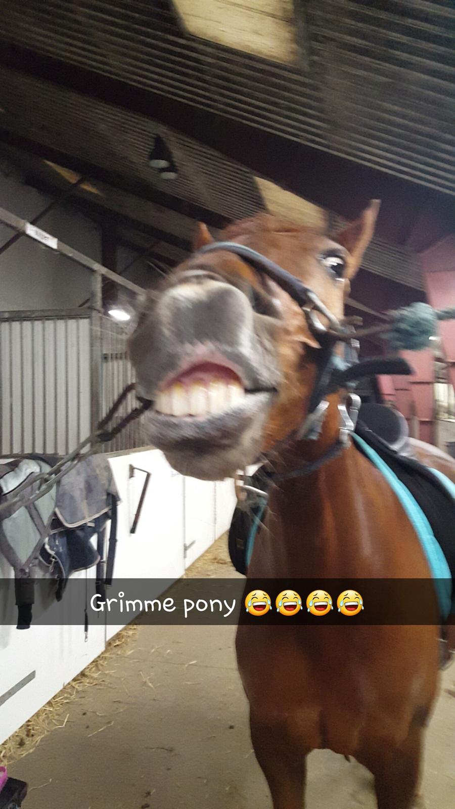 New Forest Kelly  billede 7