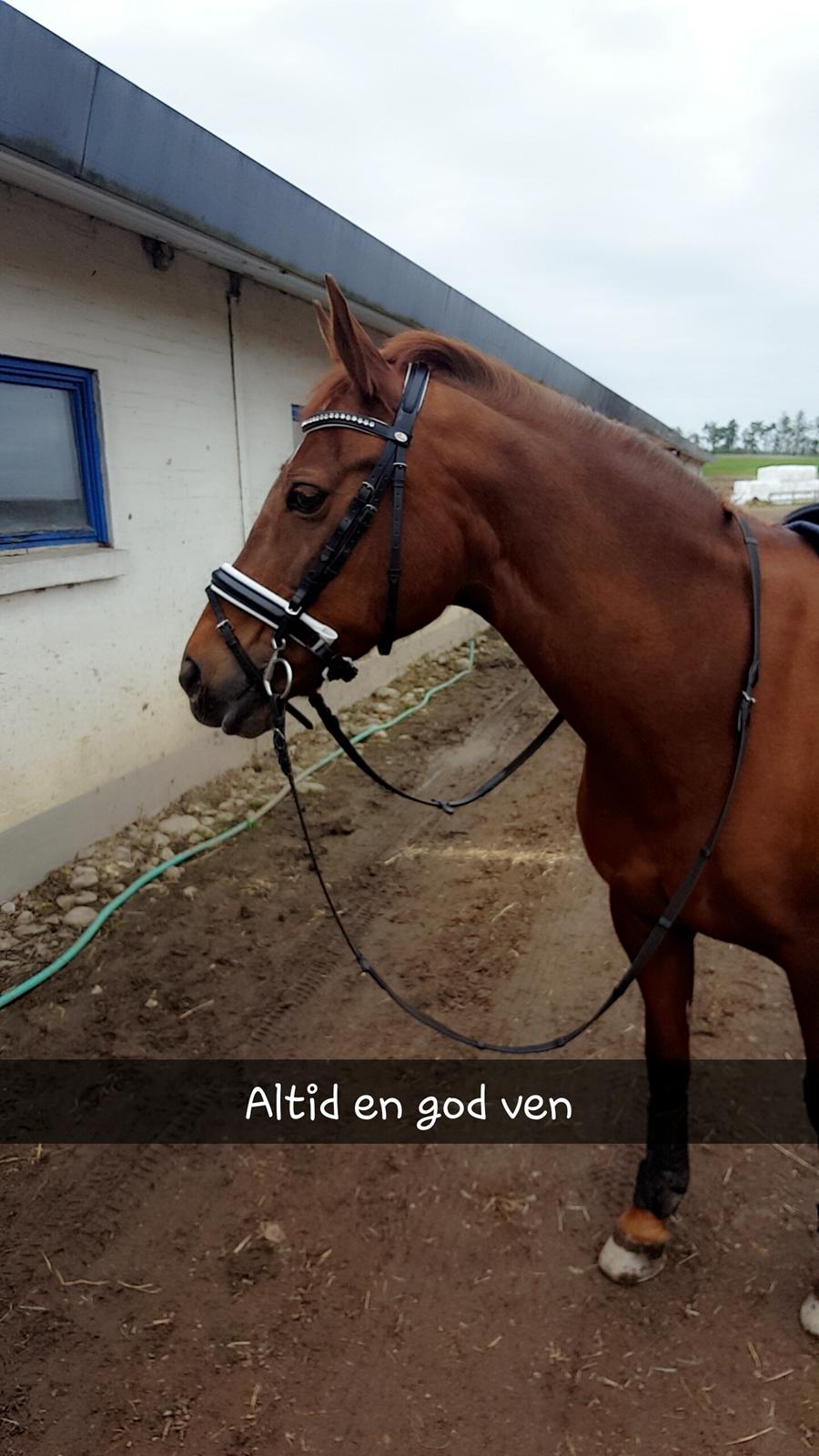 New Forest Kelly  billede 8