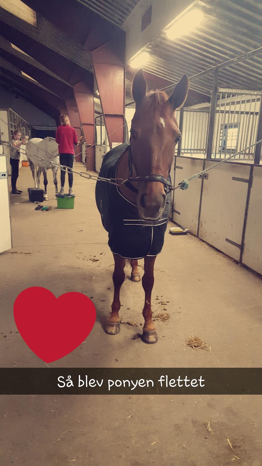 New Forest Kelly  billede 9