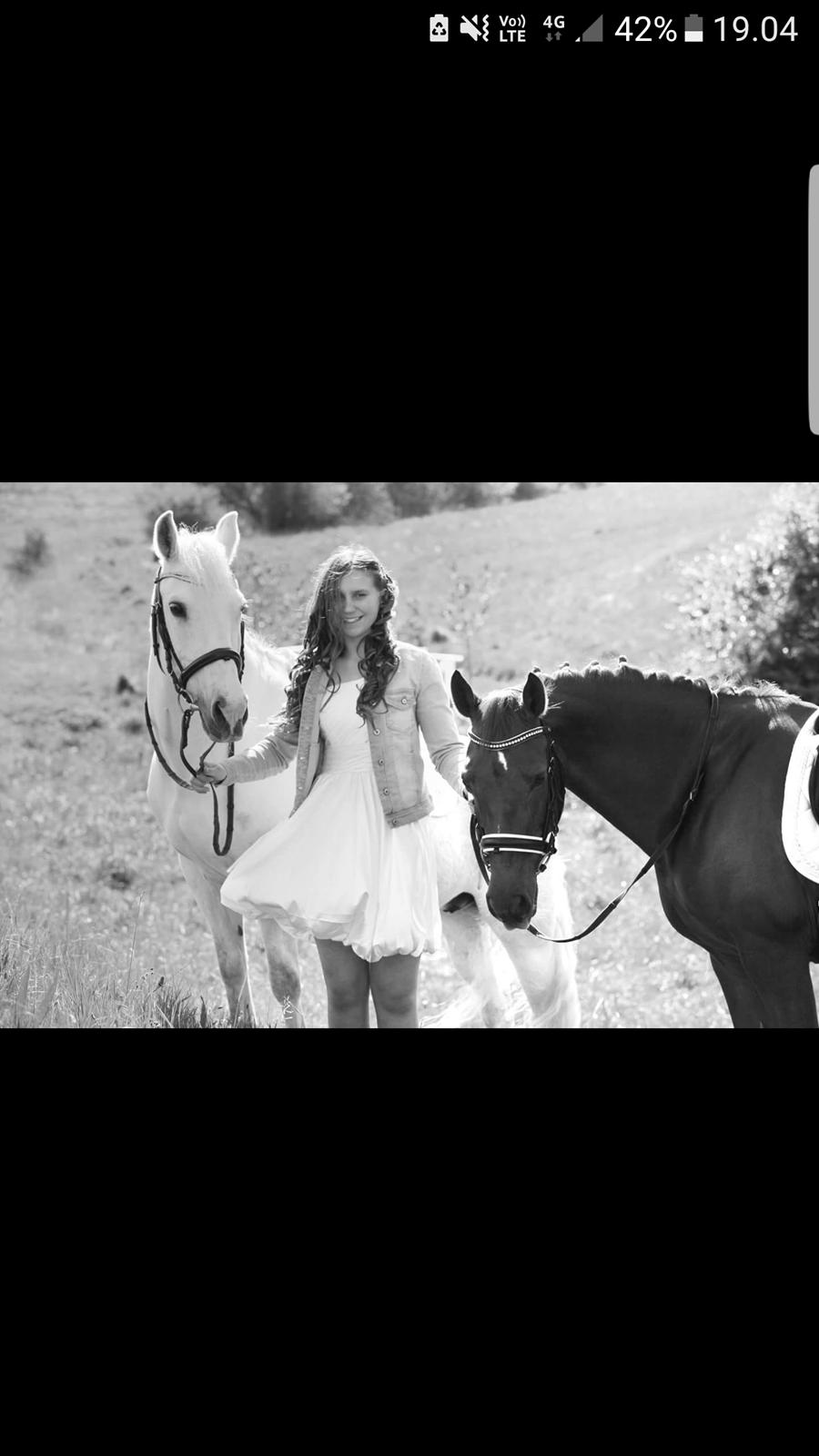 New Forest Kelly  billede 12