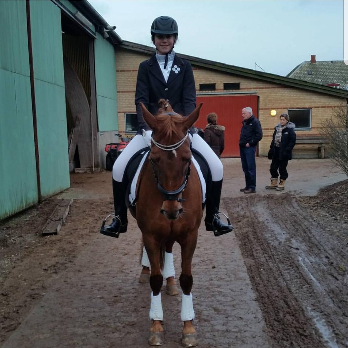 New Forest Kelly  billede 14