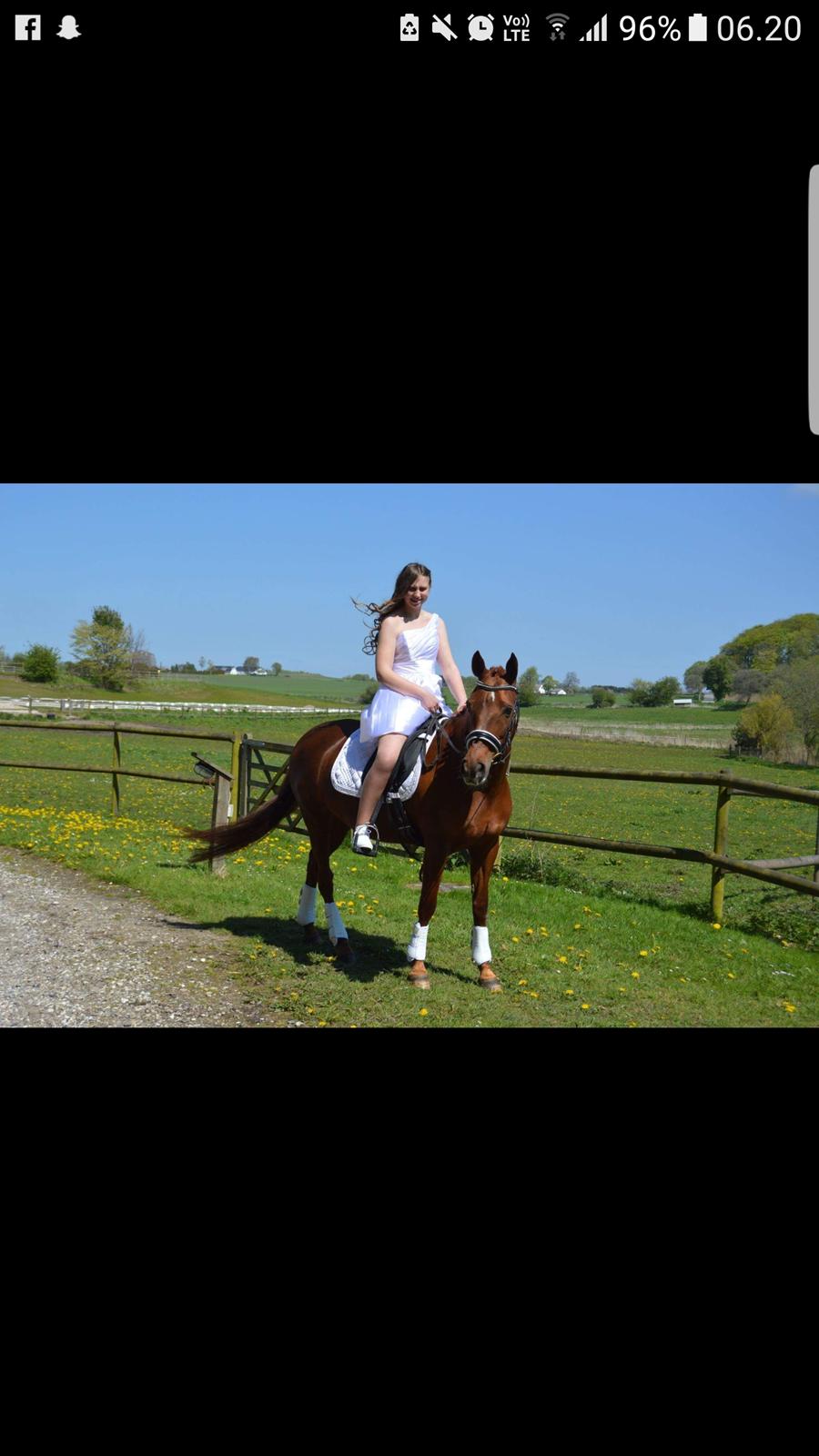 New Forest Kelly  billede 13