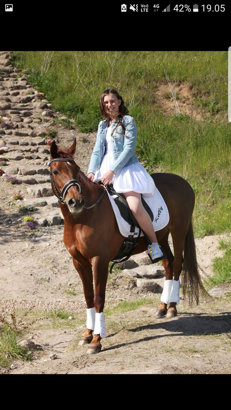 New Forest Kelly  billede 10