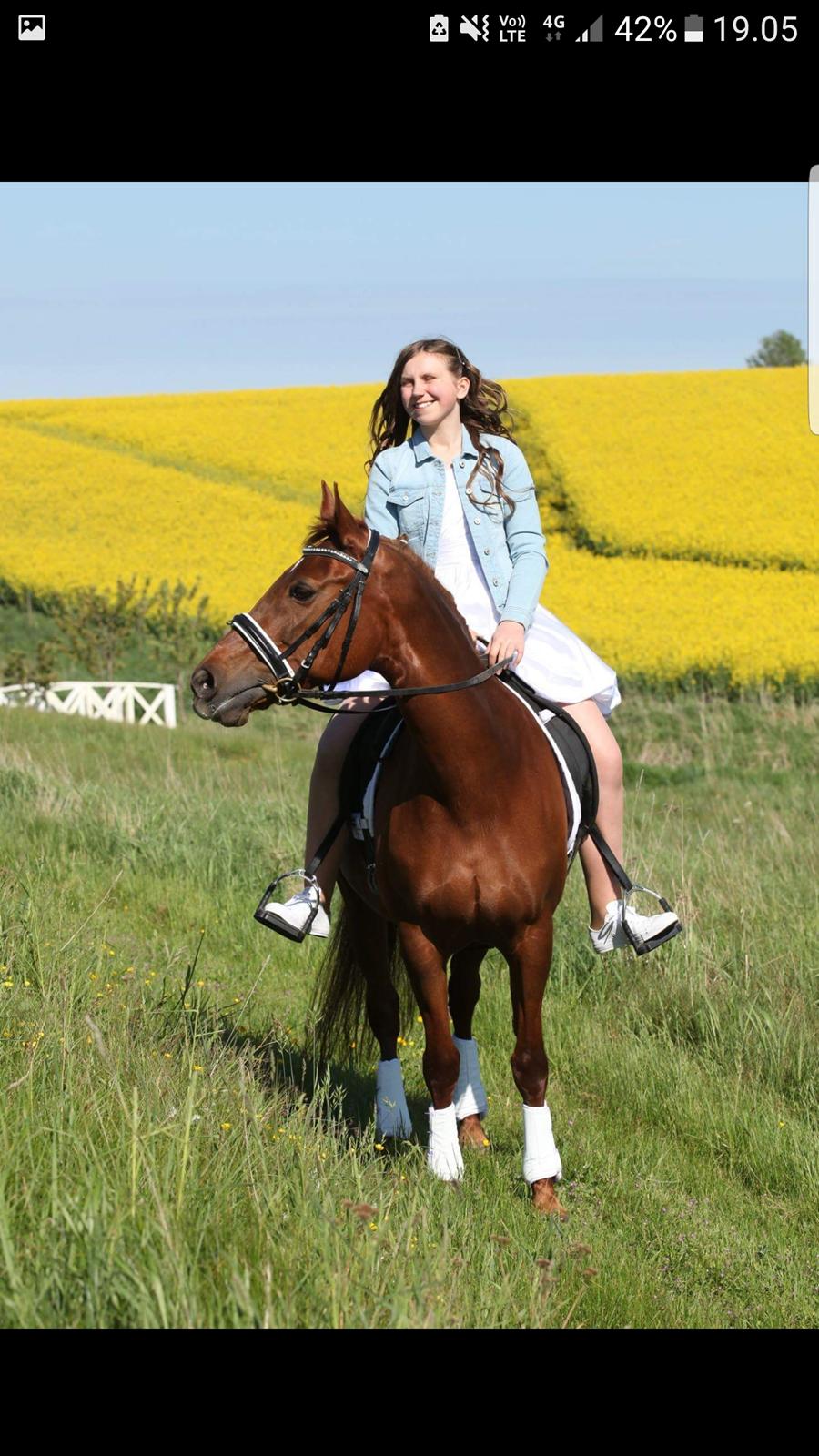 New Forest Kelly  billede 11