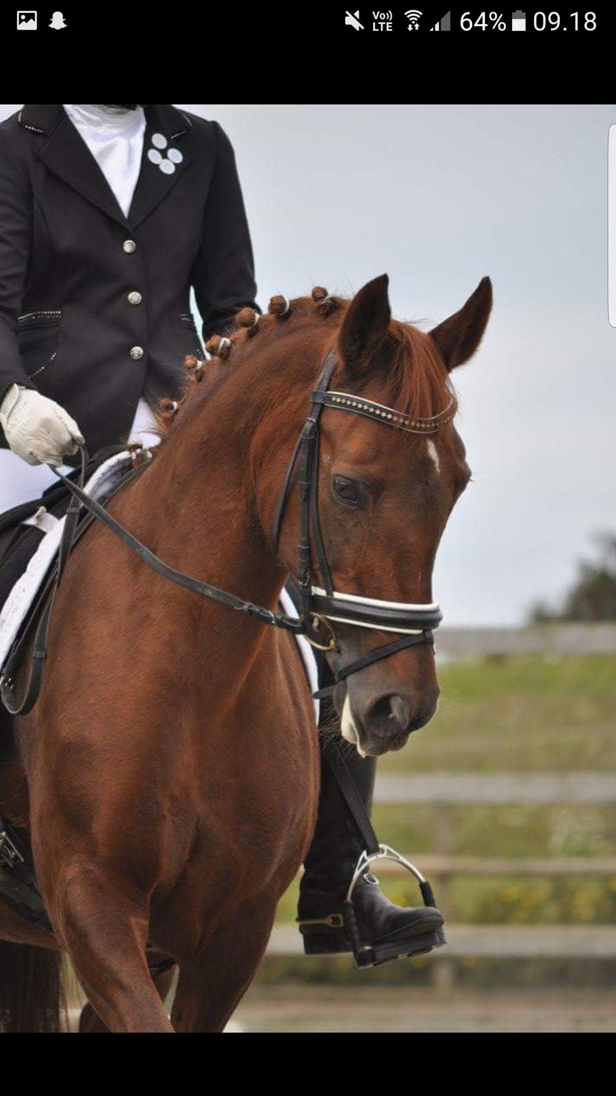 New Forest Kelly  billede 15