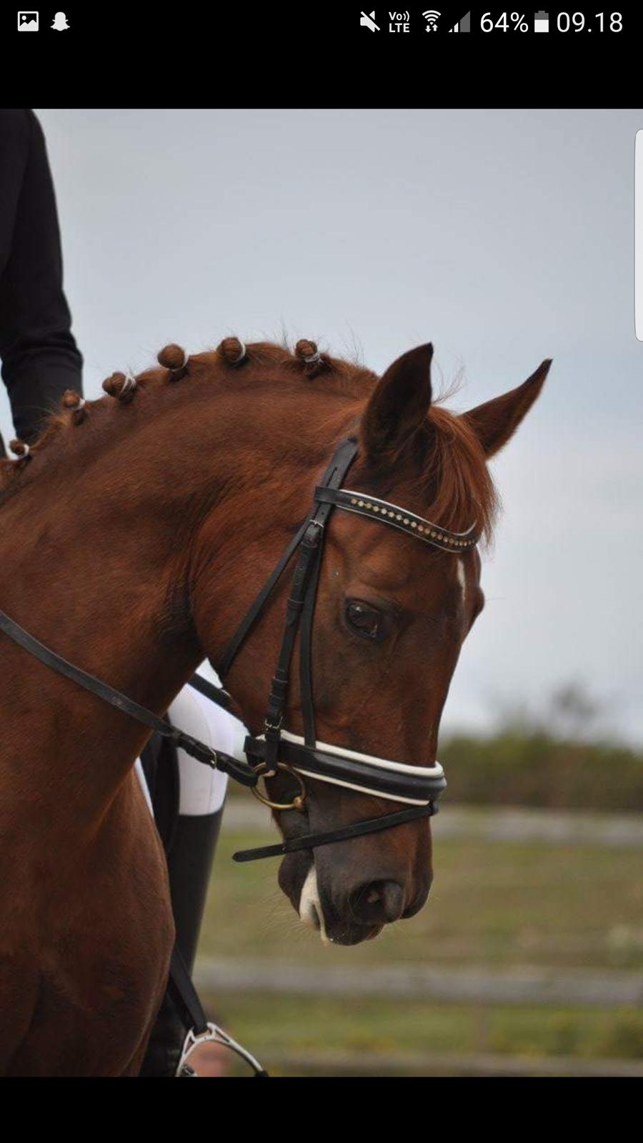 New Forest Kelly  billede 16