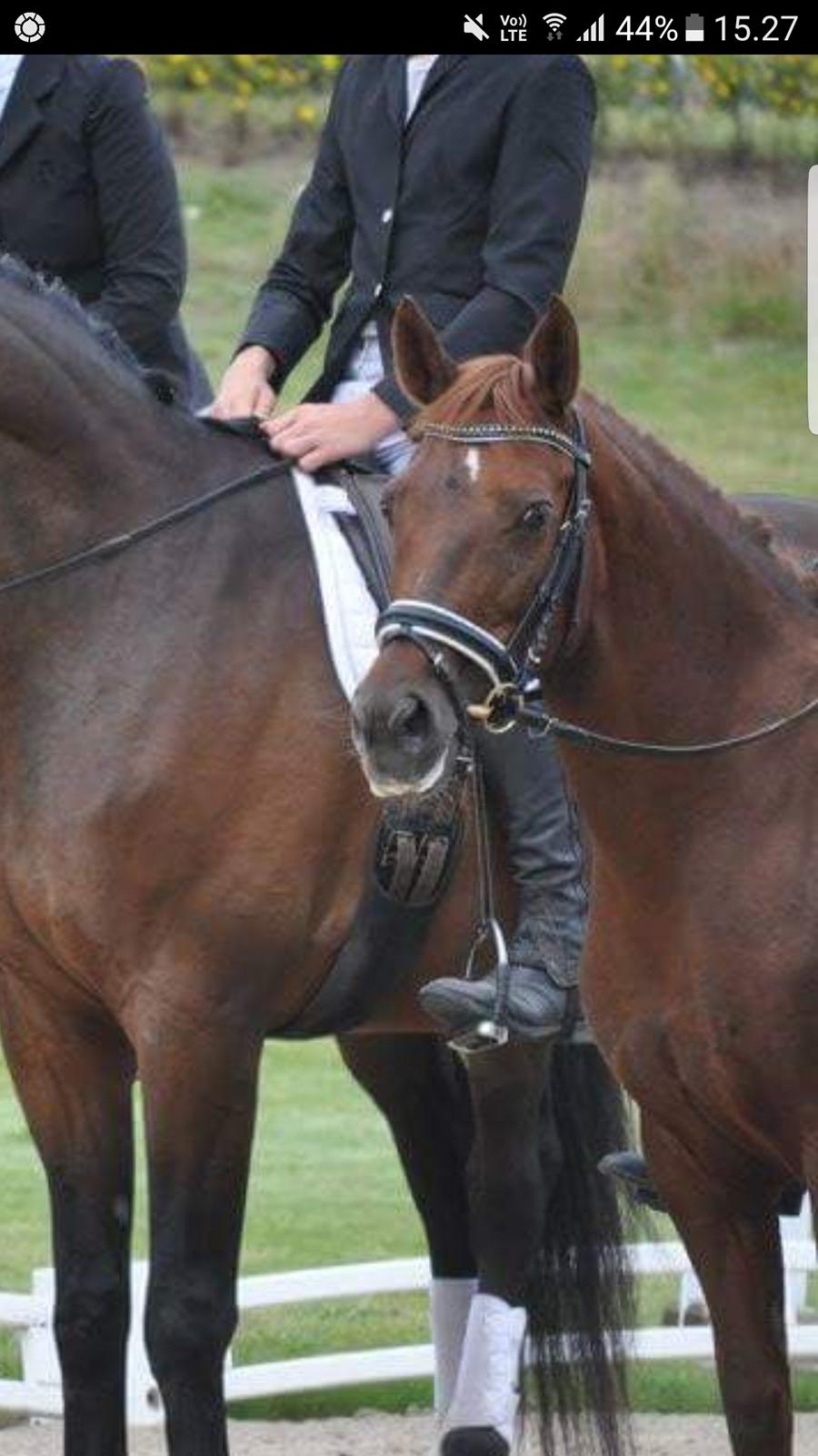 New Forest Kelly  billede 17