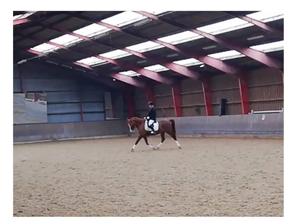 Arabisk fuldblod (OX) Itaya El Shaklan - d. 24 Marts 2018 - Smukke Itaya til hendes første stævne nogensiden og første gang i byen <3 Sødeste pige <3  billede 6