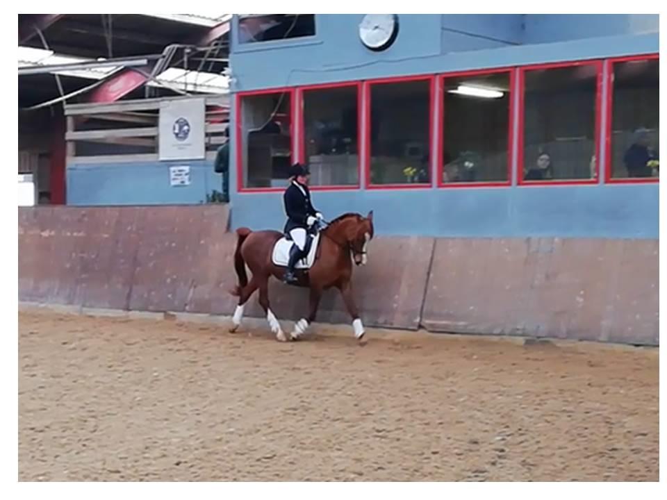 Arabisk fuldblod (OX) Itaya El Shaklan - d. 24 Marts 2018 - Smukke Itaya til hendes første stævne nogensiden og første gang i byen <3 Sødeste pige <3  billede 3