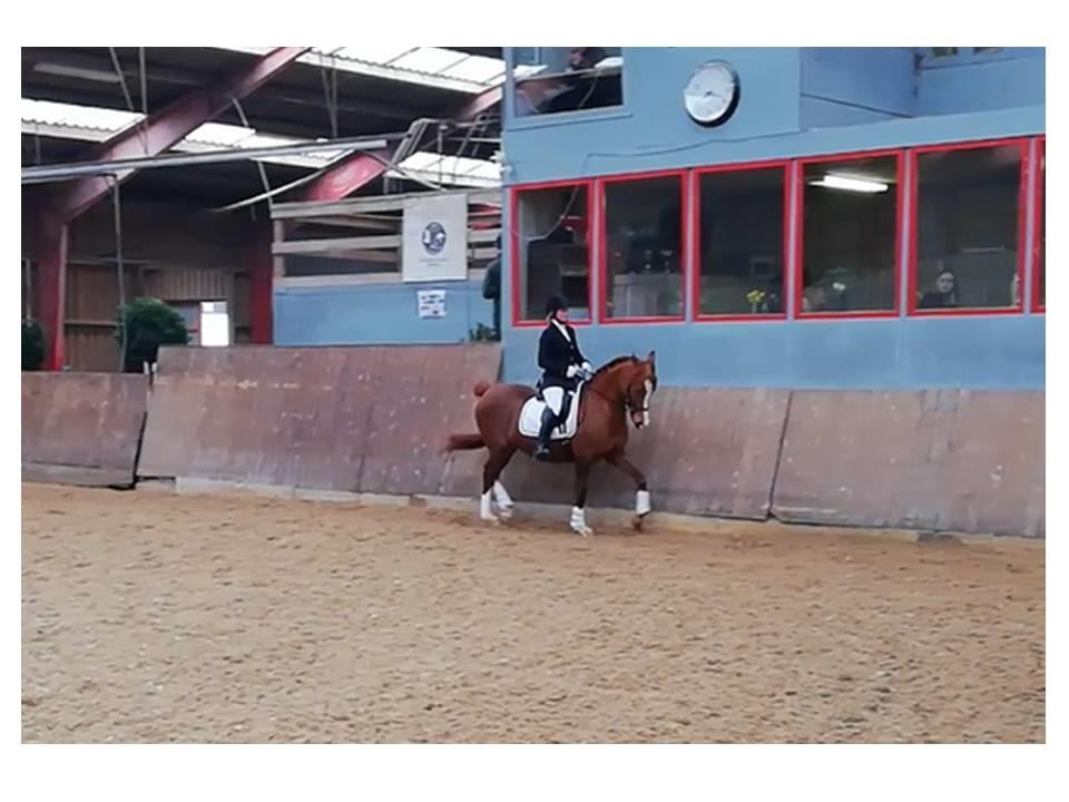 Arabisk fuldblod (OX) Itaya El Shaklan - d. 24 Marts 2018 - Smukke Itaya til hendes første stævne nogensiden og første gang i byen <3 Sødeste pige <3  billede 8