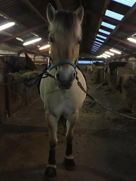 Fjordhest Åmosegaard's darling billede 17