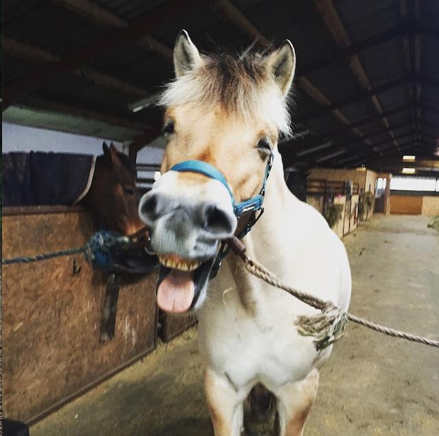 Fjordhest Åmosegaard's darling billede 18