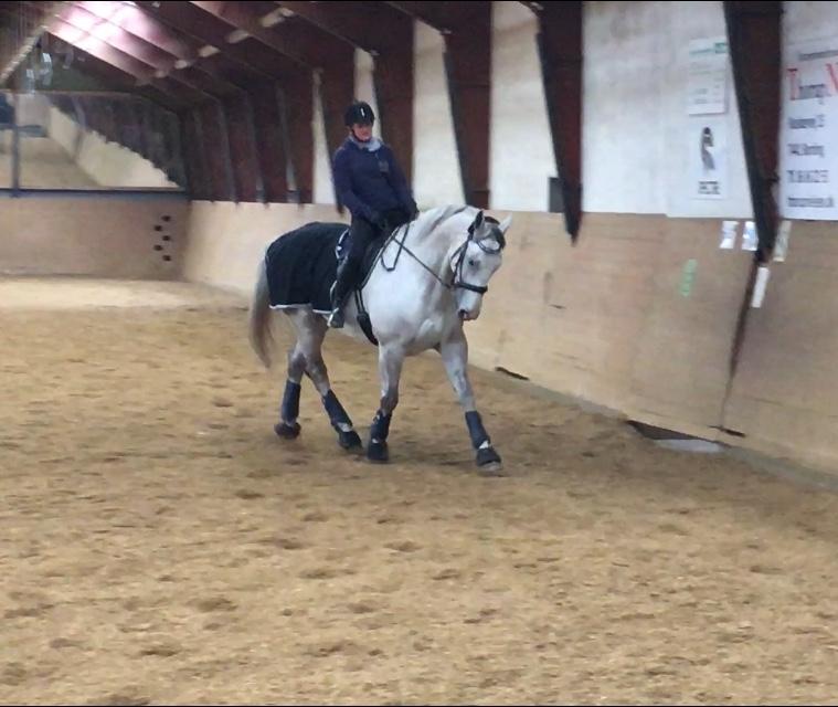 Polsk Varmblod Gonzo billede 18