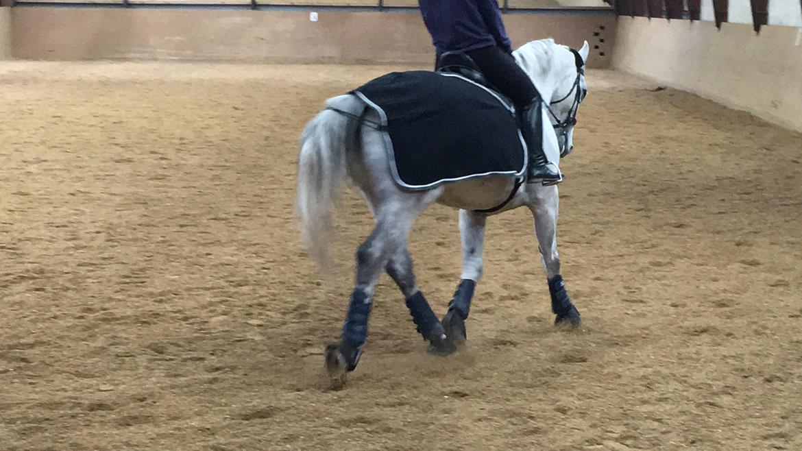 Polsk Varmblod Gonzo billede 16