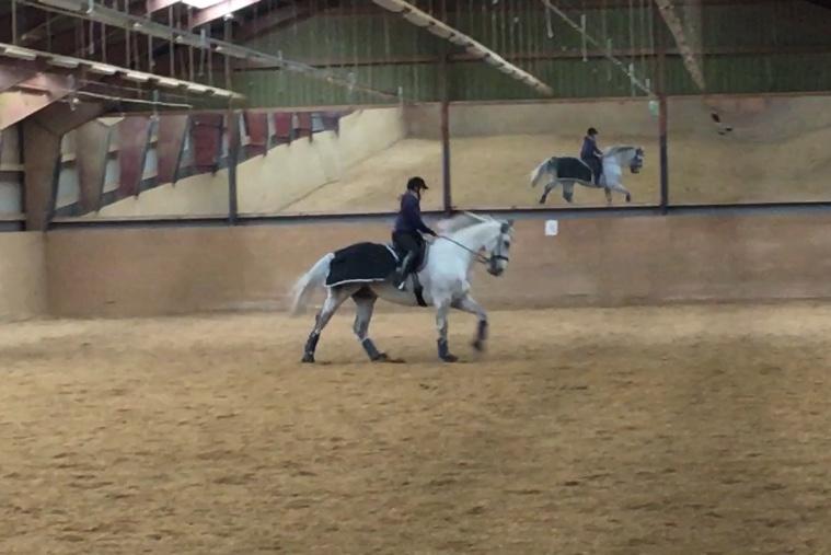 Polsk Varmblod Gonzo billede 19