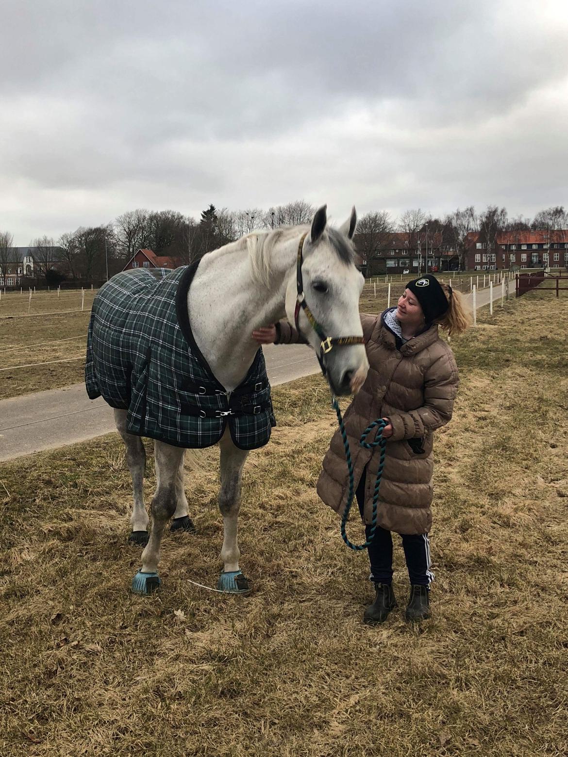 Polsk Varmblod Gonzo billede 20