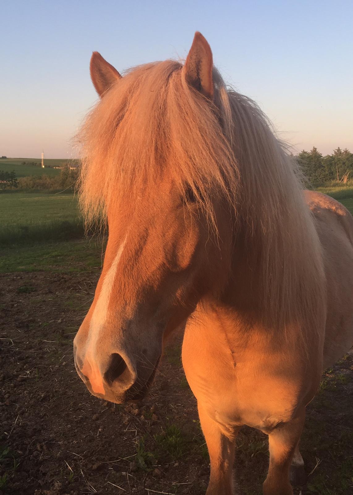 Islænder Sia fra Rivendale billede 1