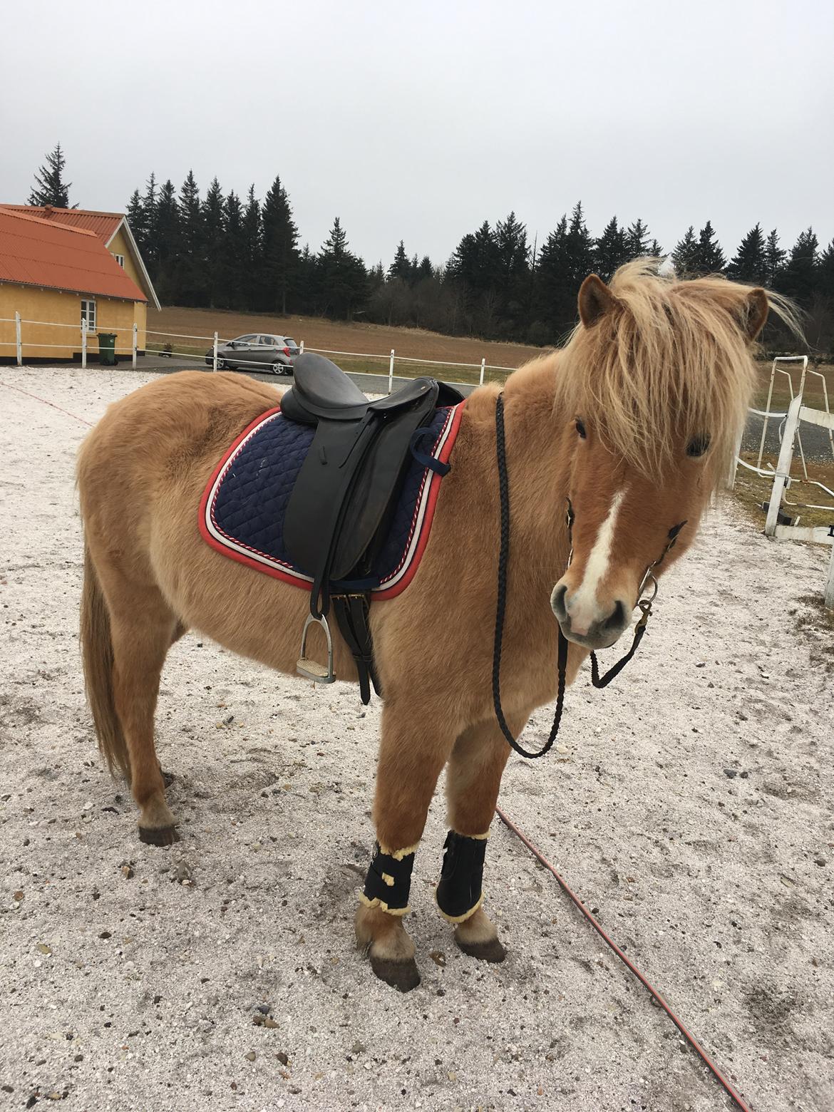 Islænder Sia fra Rivendale billede 2