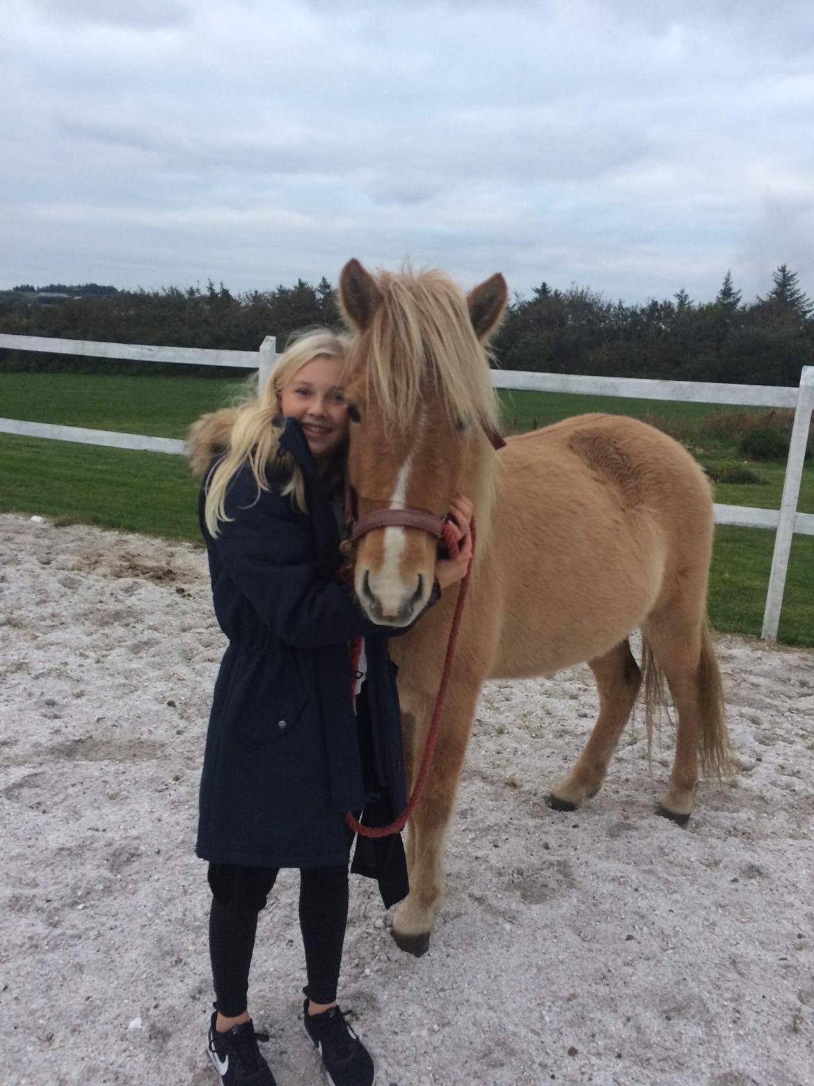 Islænder Sia fra Rivendale billede 3