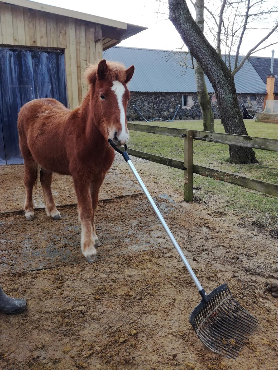 Islænder Garri fra Østervang billede 21