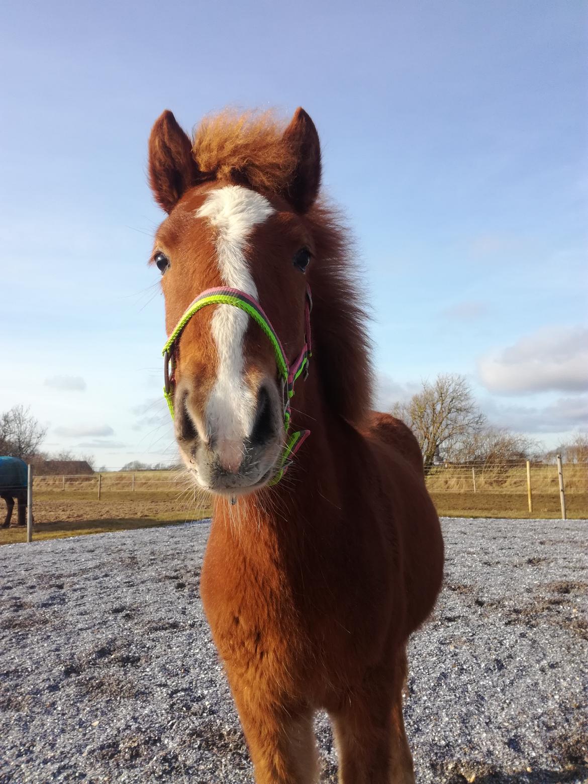 Islænder Garri fra Østervang billede 22