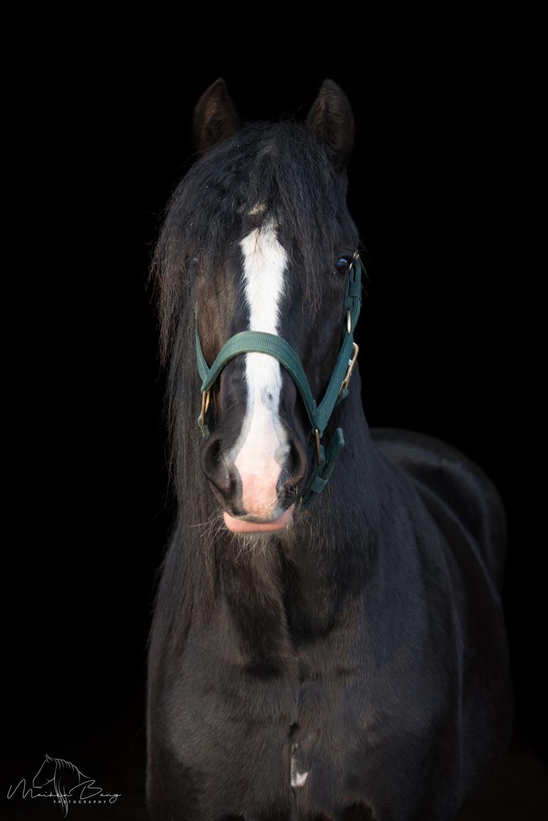 Shire Lønborgs Kronos billede 1