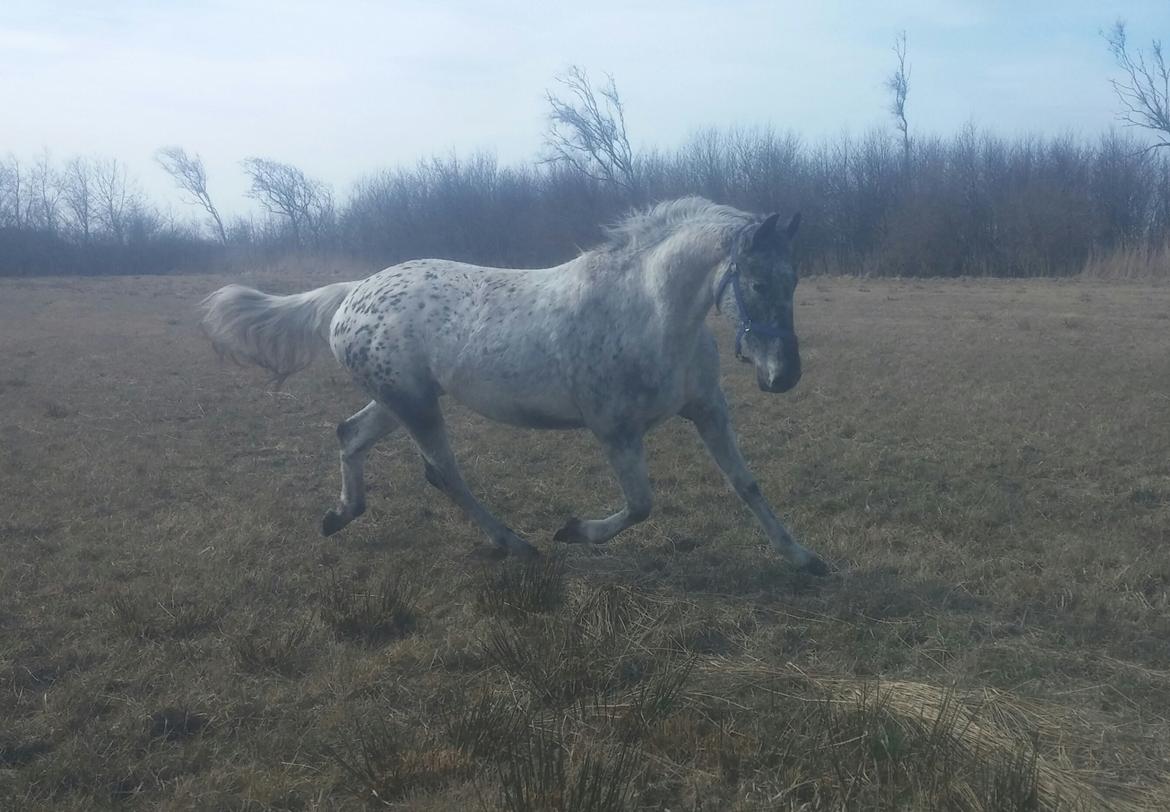 Anden særlig race Beuty billede 36