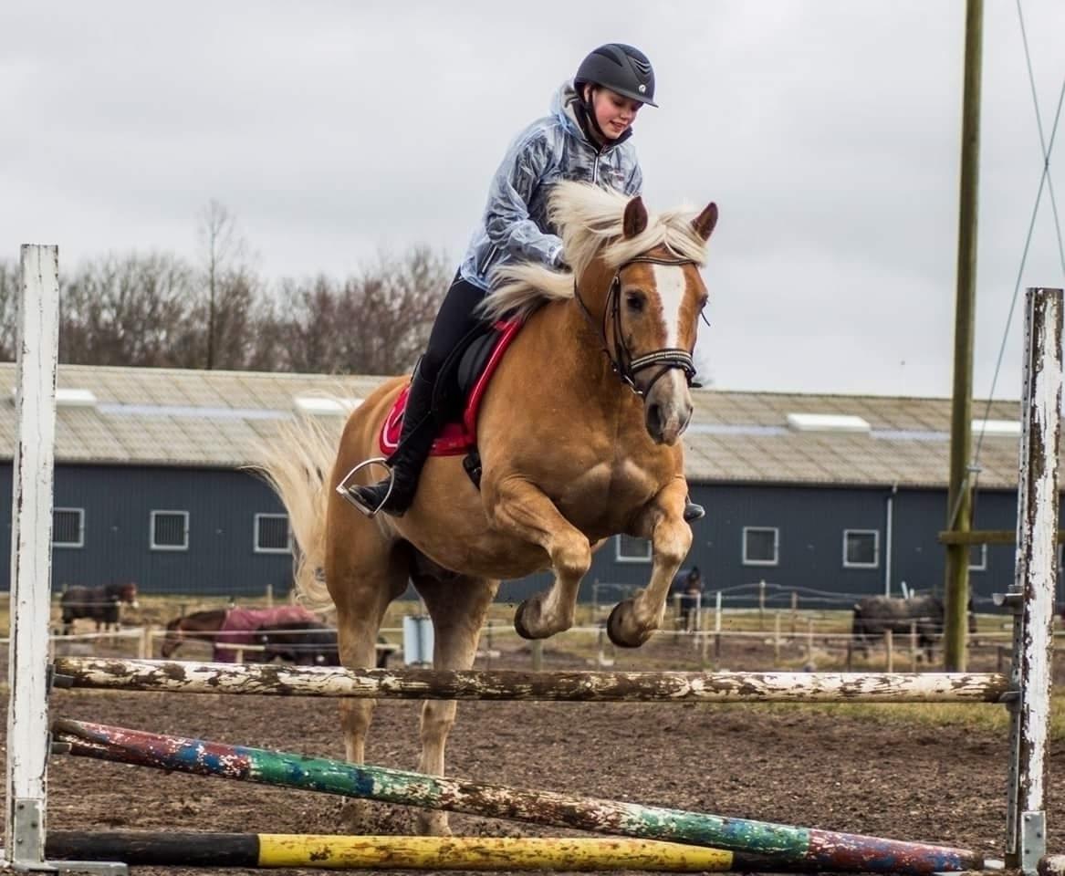 Haflinger BAILEY - 29 marts 2018 billede 20