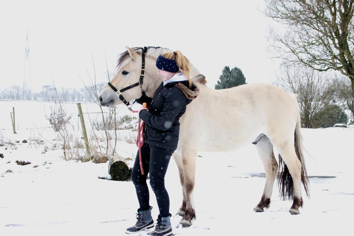 Fjordhest Lamhaves Casjo Sejr - D. 29. marts 2018 billede 3