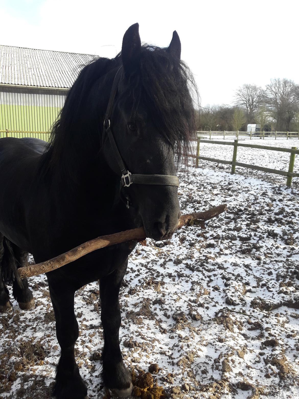 Frieser Toledo  billede 7