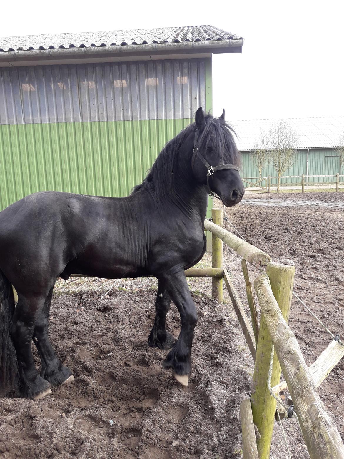 Frieser Toledo  billede 8