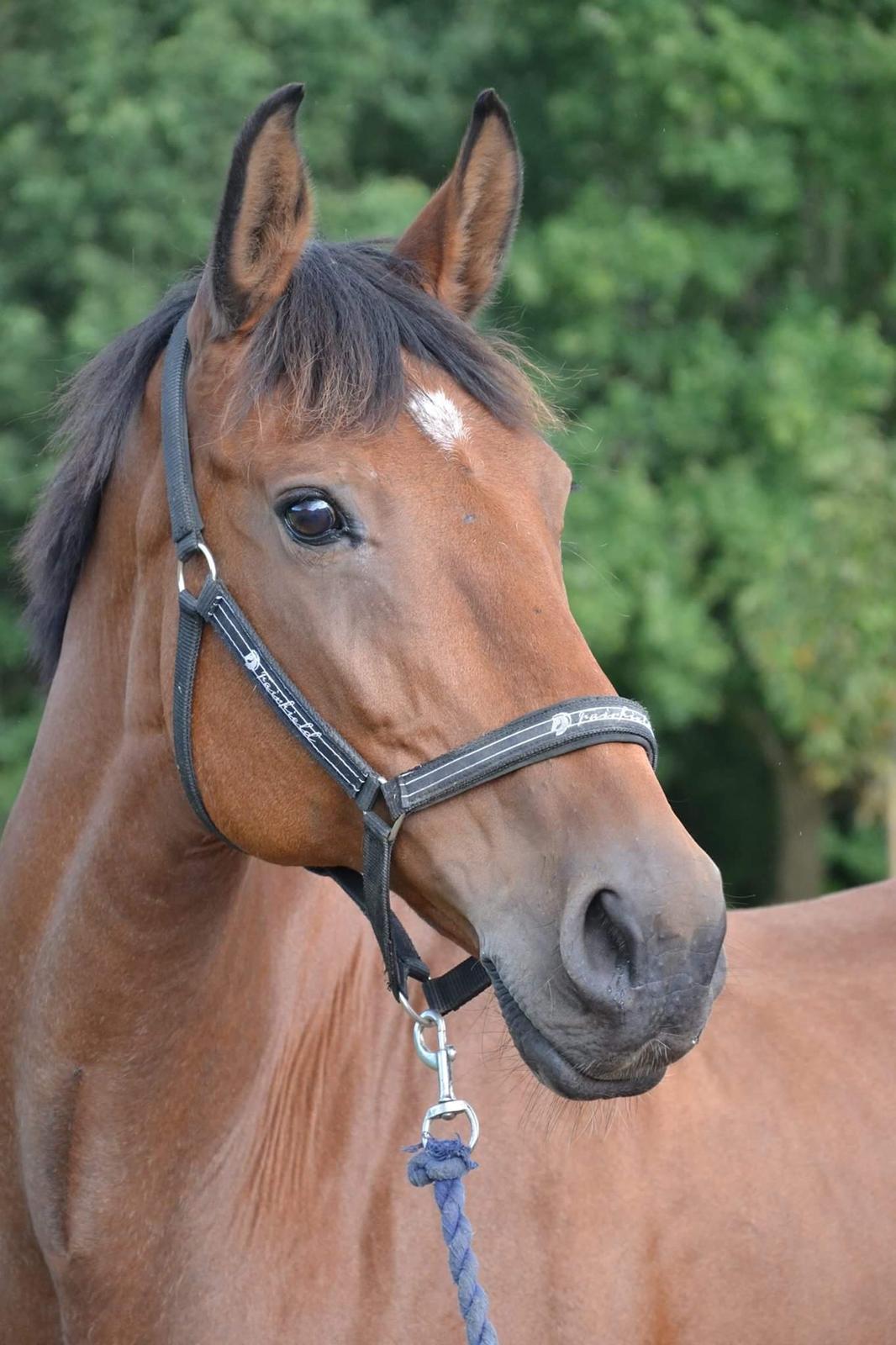 Dansk Varmblod Luscinia billede 4