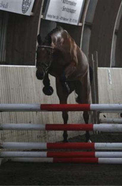 Dansk Varmblod Luscinia - DV sadelkåring, 07/08-13 billede 1