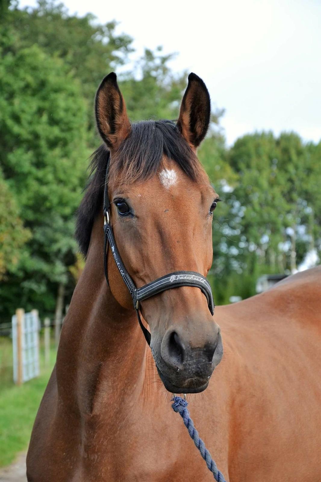 Dansk Varmblod Luscinia billede 3