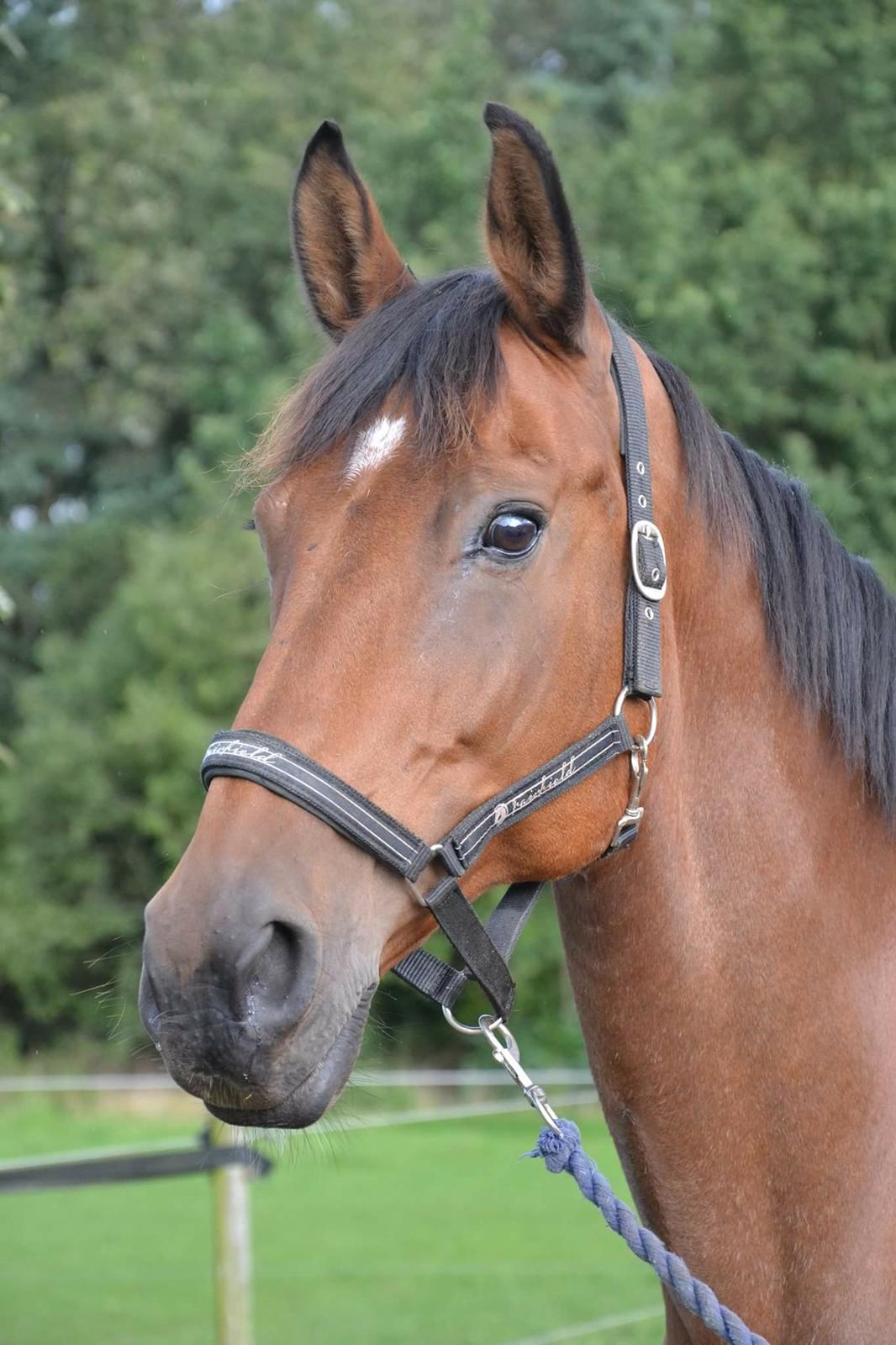 Dansk Varmblod Luscinia billede 5