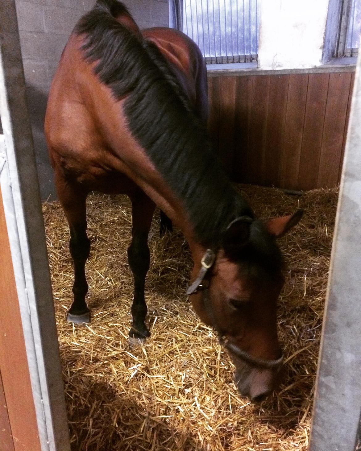 Dansk Varmblod Luscinia billede 9