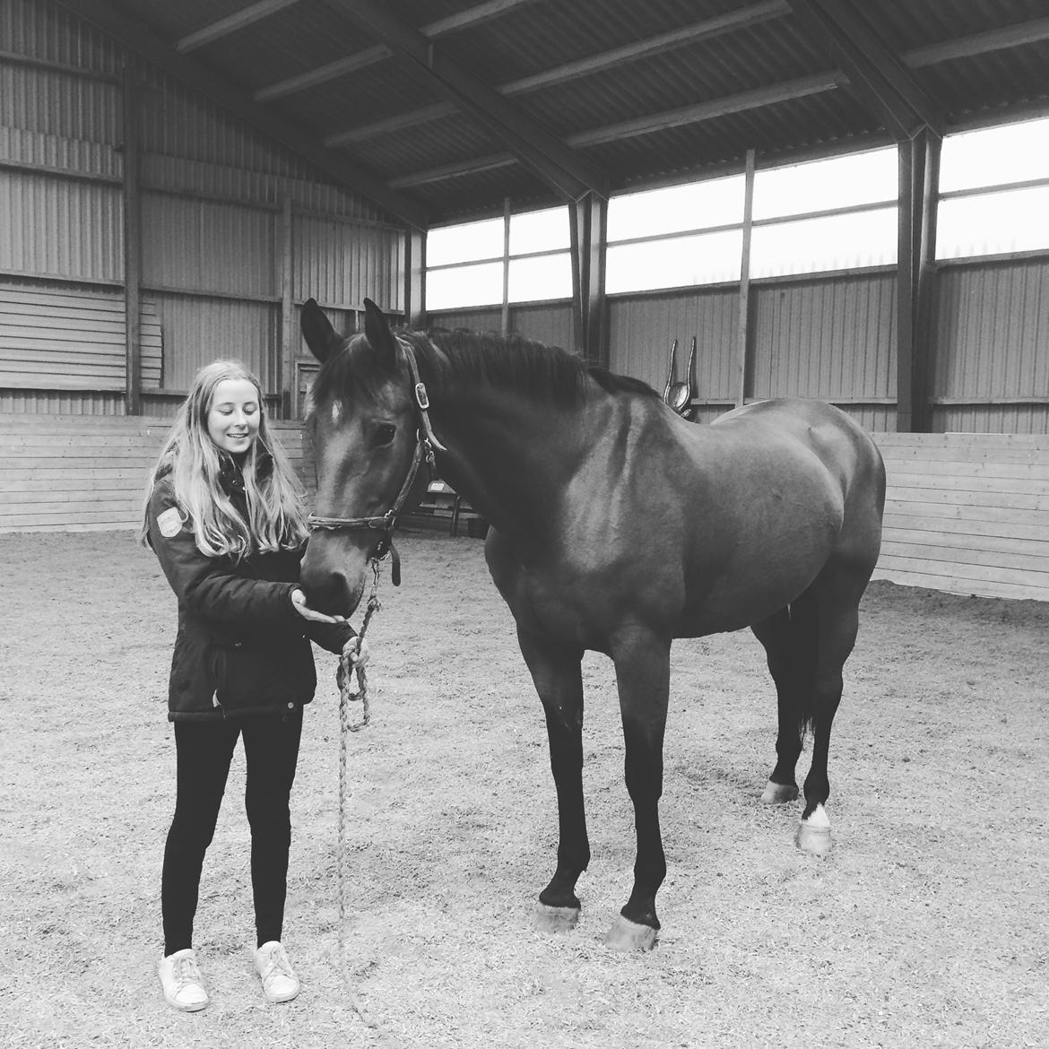 Dansk Varmblod Luscinia billede 8