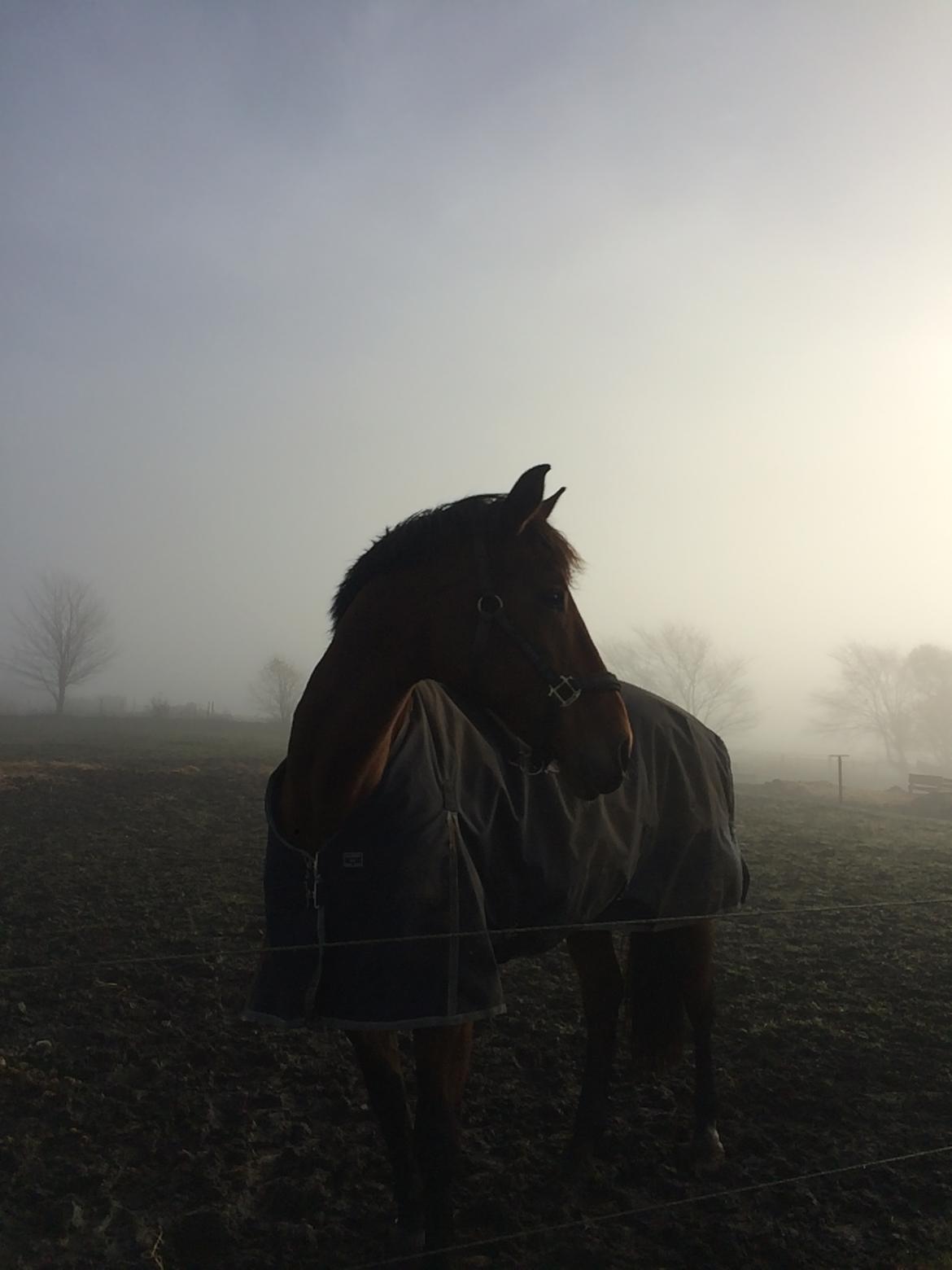 Dansk Varmblod Luscinia billede 7
