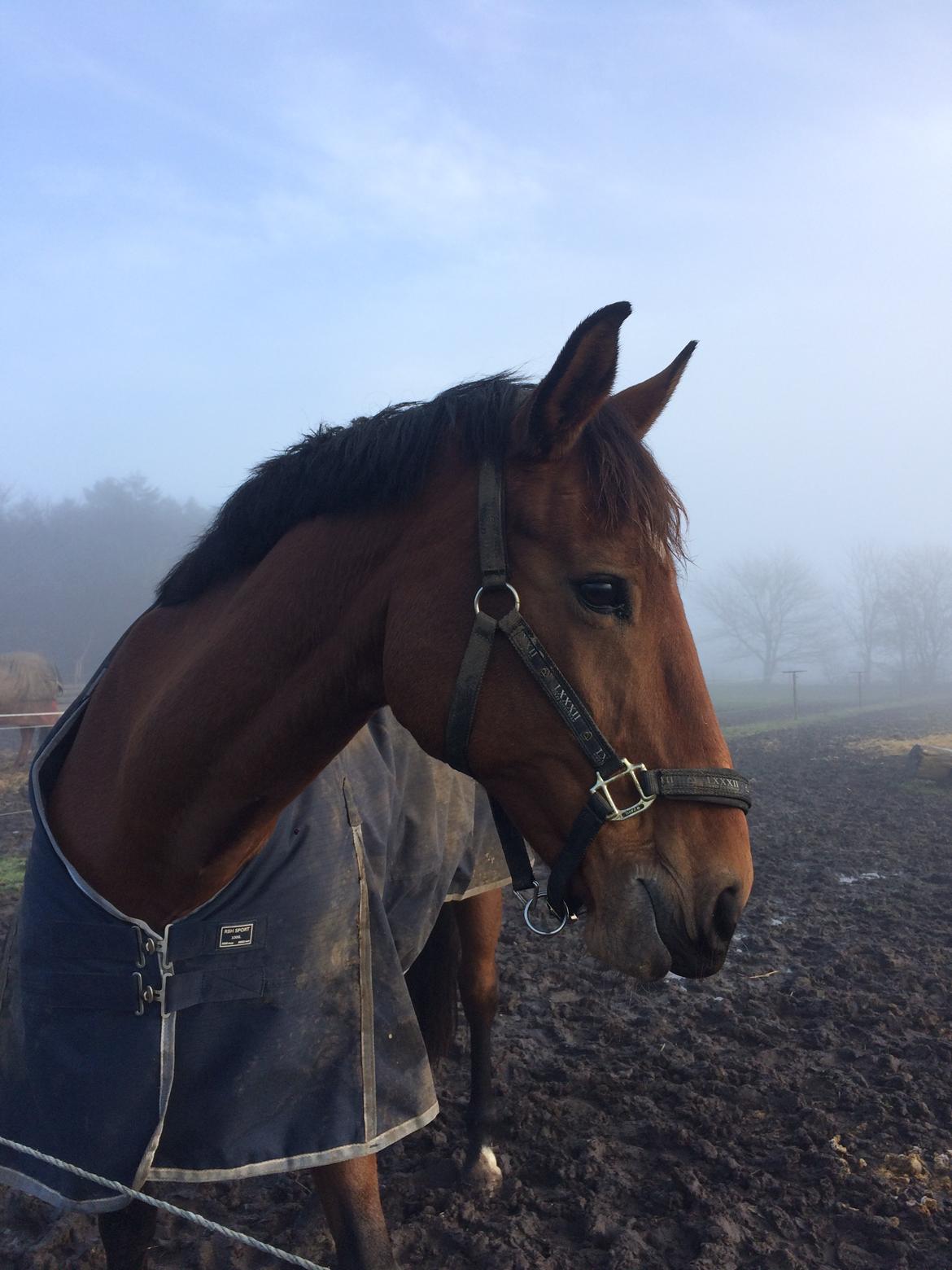 Dansk Varmblod Luscinia billede 6